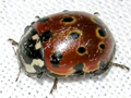 Anatis ocellata